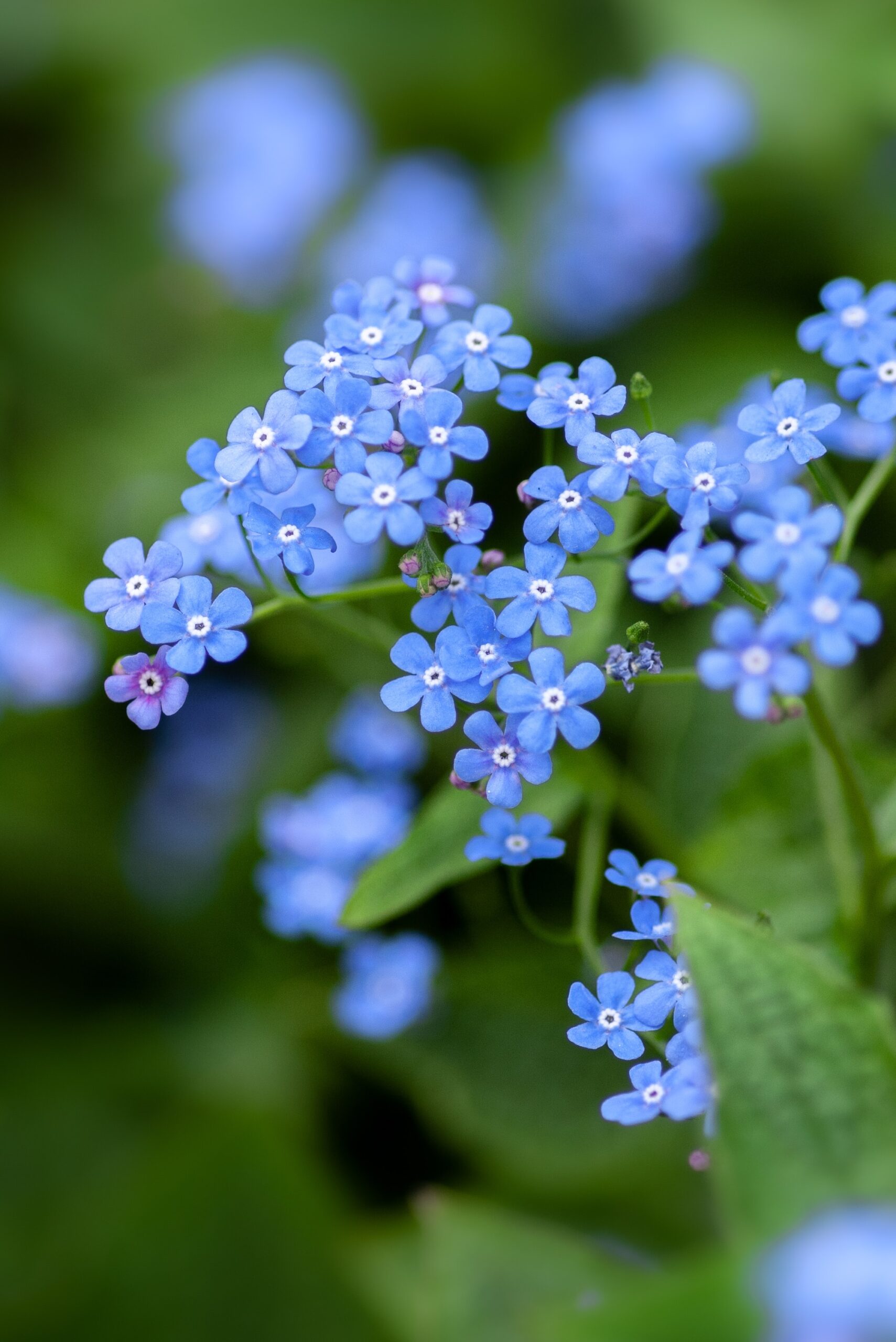 Myosotis