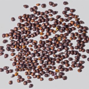 Salvia nemorosa_seeds-c-Rudolf-Hromniak